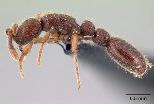 Ooceraea biroi specimen CASENT0161671 image casent0161671_3