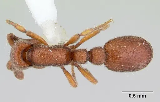Ooceraea biroi specimen CASENT0178457 image casent0178457_1