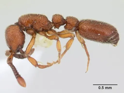 Ooceraea biroi specimen CASENT0178457 image casent0178457_3