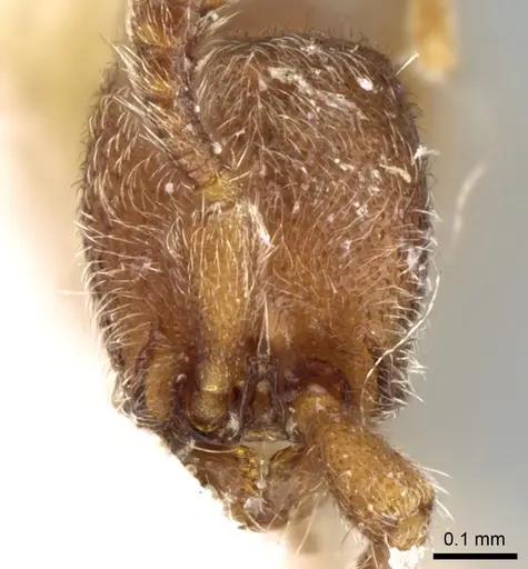 Ooceraea biroi specimen CASENT0906352 image casent0906352_2