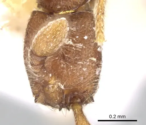 Ooceraea biroi specimen CASENT0906352 image casent0906352_3