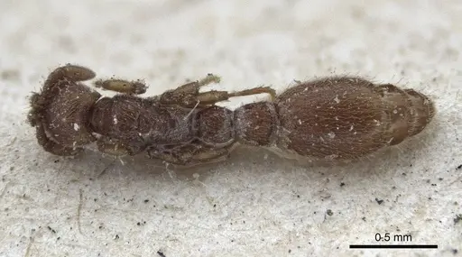 Ooceraea biroi specimen CASENT0916710 image casent0916710_1