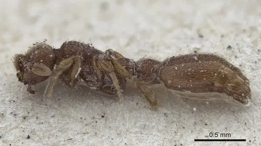 Ooceraea biroi specimen CASENT0916710 image casent0916710_3