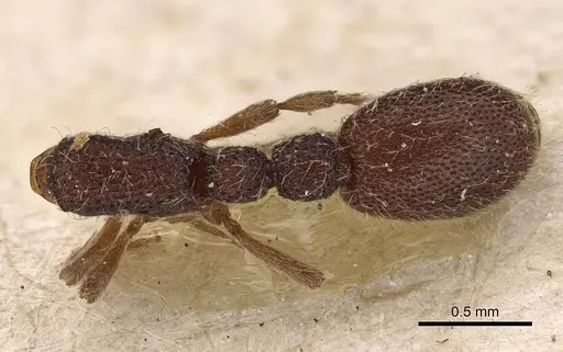 Ooceraea coeca specimen CASENT0922424 image casent0922424_1