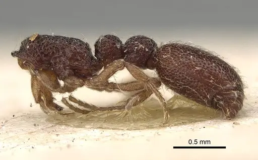 Ooceraea coeca specimen CASENT0922424 image casent0922424_2