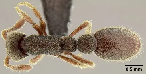 Ooceraea fuscior specimen CASENT0171152 image casent0171152_1