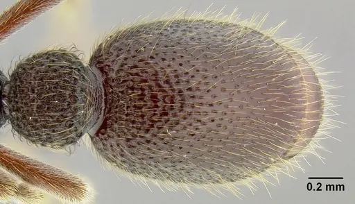 Ooceraea fuscior specimen CASENT0171152 image casent0171152_2