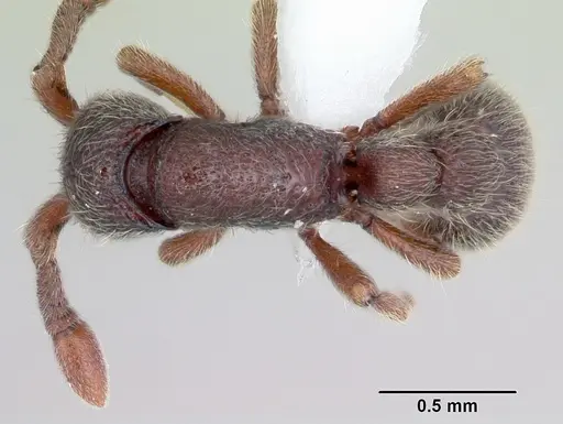 Ooceraea papuana specimen CASENT0434834 image casent0434834_1
