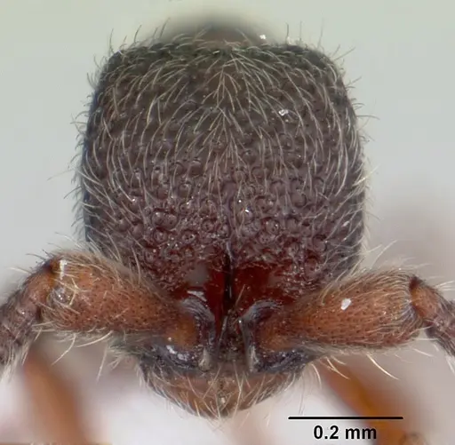 Ooceraea papuana specimen CASENT0434834 image casent0434834_2