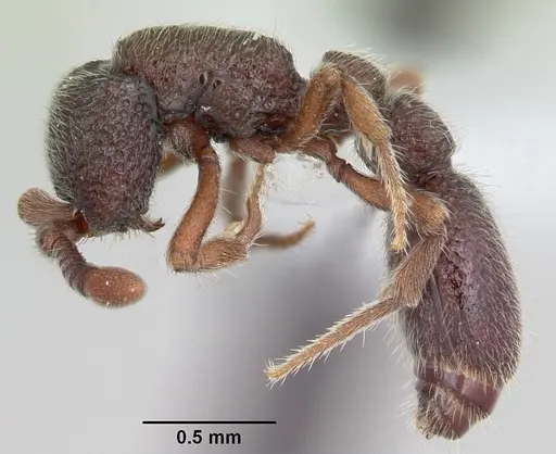Ooceraea papuana specimen CASENT0434834 image casent0434834_3