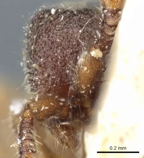 Ooceraea papuana specimen CASENT0903779 image casent0903779_2