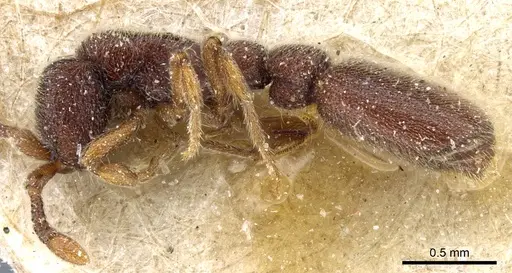 Ooceraea papuana specimen CASENT0903779 image casent0903779_3
