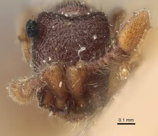 Ooceraea papuana specimen CASENT0922422 image casent0922422_2