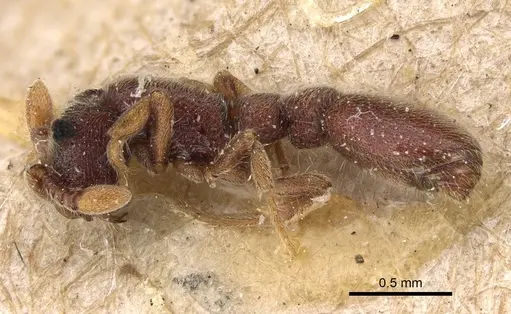 Ooceraea papuana specimen CASENT0922422 image casent0922422_3