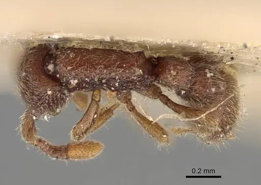 Ooceraea pusilla specimen CASENT0922423 image casent0922423_1