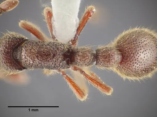 Ooceraea quadridentata specimen ANTWEB1041156 image antweb1041156_1
