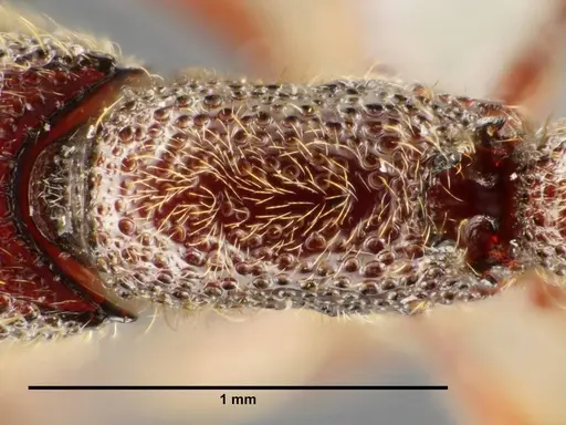 Ooceraea quadridentata specimen ANTWEB1041156 image antweb1041156_2