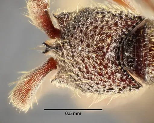 Ooceraea quadridentata specimen ANTWEB1041156 image antweb1041156_4