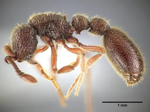 Ooceraea quadridentata specimen ANTWEB1041156 image antweb1041156_5