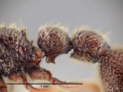 Ooceraea quadridentata specimen ANTWEB1041156 image antweb1041156_6