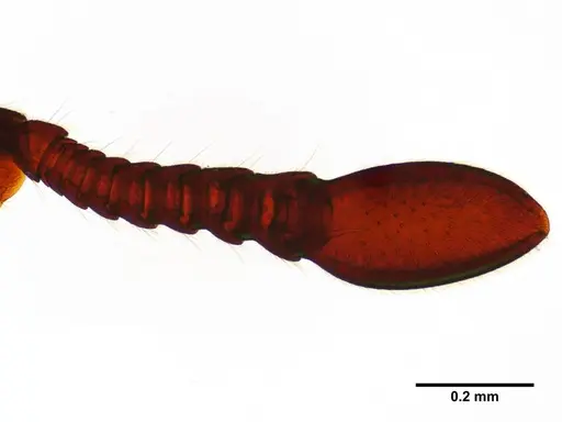 Ooceraea quadridentata specimen ANTWEB1041157 image antweb1041157_1