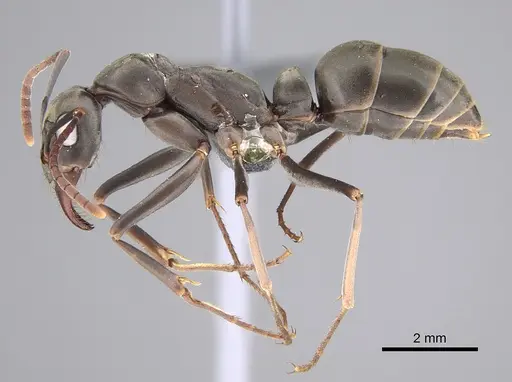 Ophthalmopone hottentota specimen CASENT0815985 image casent0815985_1
