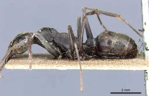 Ophthalmopone hottentota specimen CASENT0903879 image casent0903879_3
