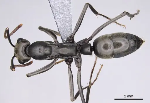 Ophthalmopone hottentota specimen CASENT0914340 image casent0914340_1