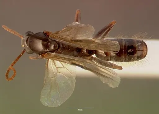 Ophthalmopone hottentota specimen SAM-HYM-C005957A image sam-hym-c005957a_1