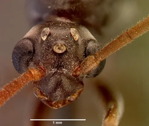 Ophthalmopone hottentota specimen SAM-HYM-C005957A image sam-hym-c005957a_2
