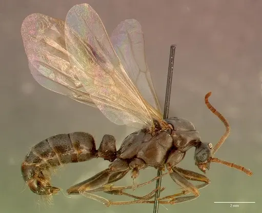 Ophthalmopone hottentota specimen SAM-HYM-C005957A image sam-hym-c005957a_3