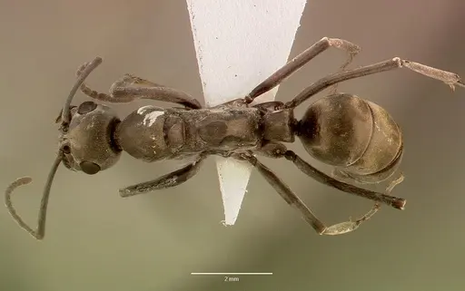 Ophthalmopone hottentota specimen SAM-HYM-C007413A image sam-hym-c007413a_1
