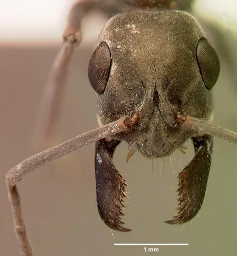 Ophthalmopone hottentota specimen SAM-HYM-C007413A image sam-hym-c007413a_2