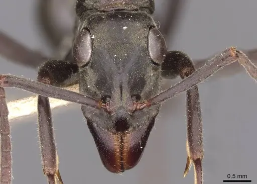 Ophthalmopone ilgii specimen CASENT0907234 image casent0907234_2