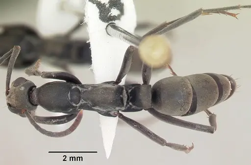 Ophthalmopone ilgii specimen SAM-HYM-C010509A image sam-hym-c010509a_1