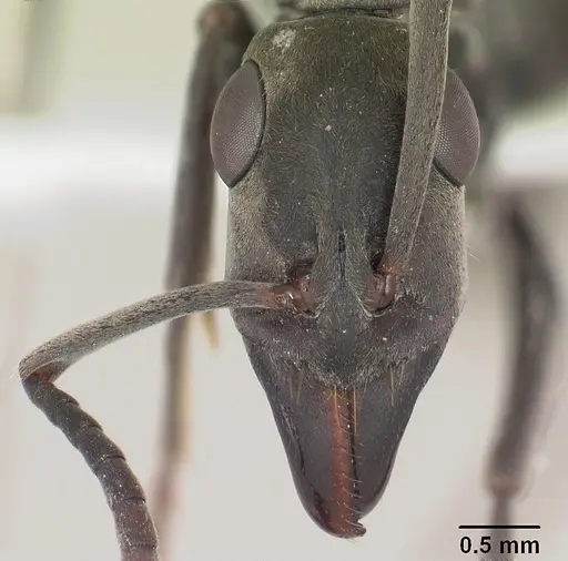 Ophthalmopone ilgii specimen SAM-HYM-C010509A image sam-hym-c010509a_2