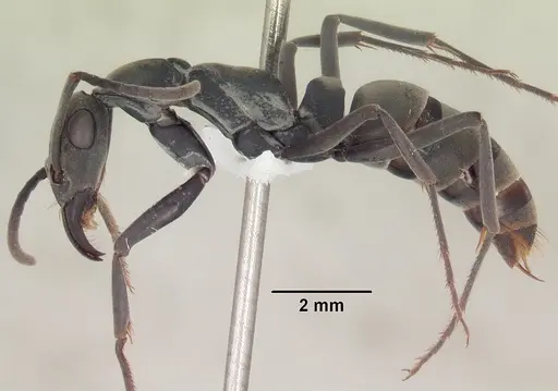 Ophthalmopone ilgii specimen SAM-HYM-C010509A image sam-hym-c010509a_3