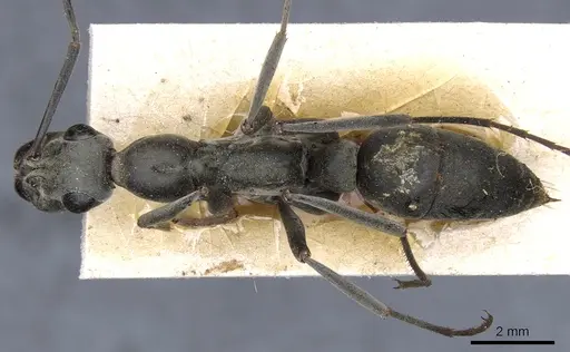Ophthalmopone mocquerysi specimen CASENT0903880 image casent0903880_1