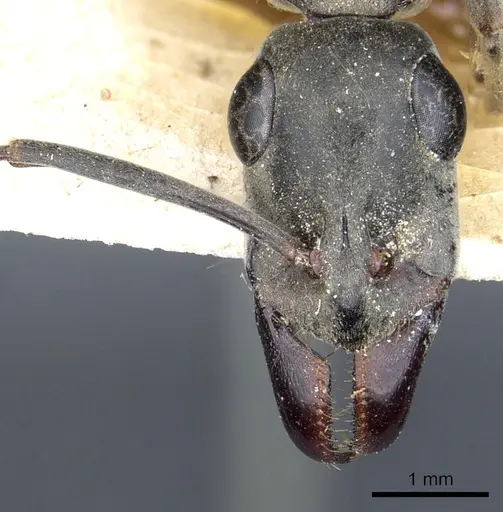 Ophthalmopone mocquerysi specimen CASENT0903880 image casent0903880_2