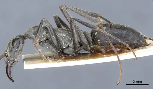 Ophthalmopone mocquerysi specimen CASENT0903880 image casent0903880_4