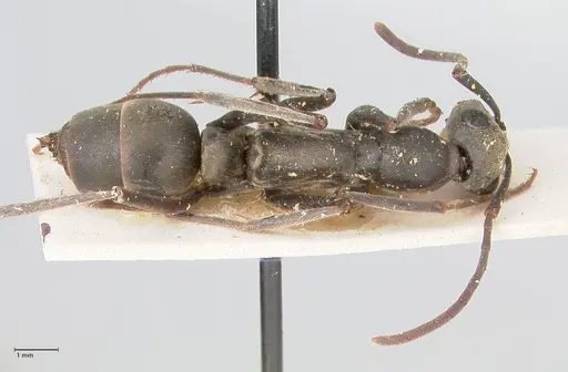 Ophthalmopone mocquerysi specimen FOCOL0936 image focol0936_1