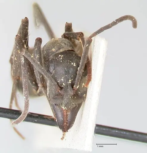 Ophthalmopone mocquerysi specimen FOCOL0936 image focol0936_2