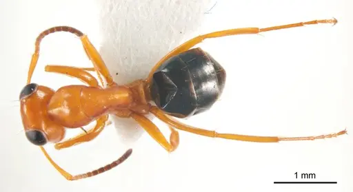 Opisthopsis haddoni specimen ANTWEB1008686 image antweb1008686_1