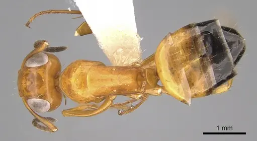 Opisthopsis haddoni specimen CASENT0281140 image casent0281140_1