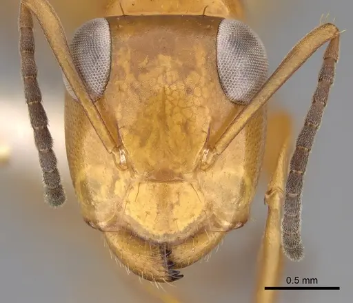 Opisthopsis haddoni specimen CASENT0281140 image casent0281140_2