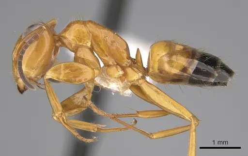 Opisthopsis haddoni specimen CASENT0281140 image casent0281140_3