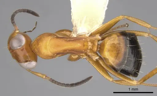 Opisthopsis haddoni specimen CASENT0281141 image casent0281141_1