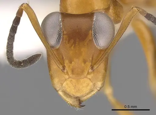 Opisthopsis haddoni specimen CASENT0281141 image casent0281141_2