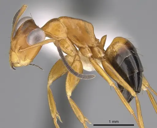 Opisthopsis haddoni specimen CASENT0281141 image casent0281141_3
