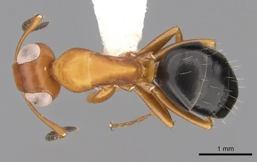 Opisthopsis haddoni specimen CASENT0281147 image casent0281147_1